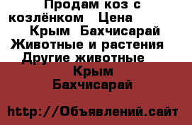 Продам коз с козлёнком › Цена ­ 3 000 - Крым, Бахчисарай Животные и растения » Другие животные   . Крым,Бахчисарай